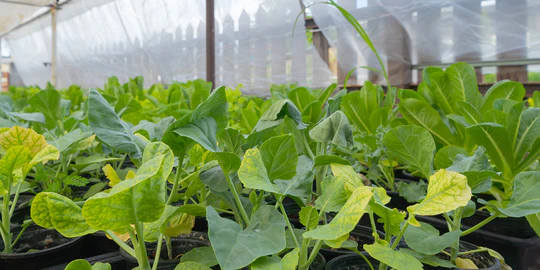 IRON DEFICIENCY IN HYDROPONICS