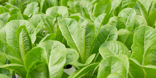 MG DEFICIENCY IN HYDROPONICS