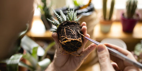 MYCORRHIZA AND ENDOMYCORRHIZAE