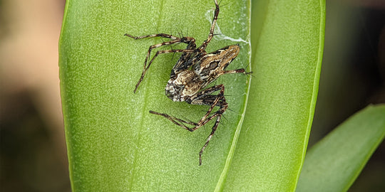 SPIDERMITE SEASON!