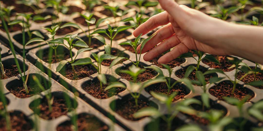 WHY ARE MY PLANTS STRETCHING