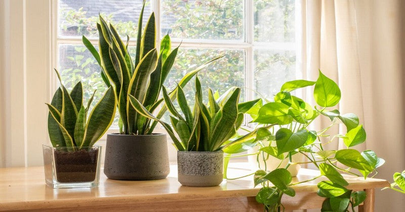 8 Best Indoor Plants For Health: Easy & Beneficial – Benchmark Hydroponics