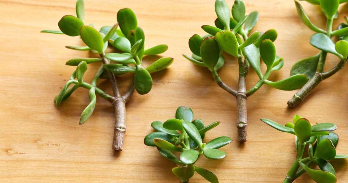 How To Propagate Jade Plant: Simple Guide For Beginners 2024