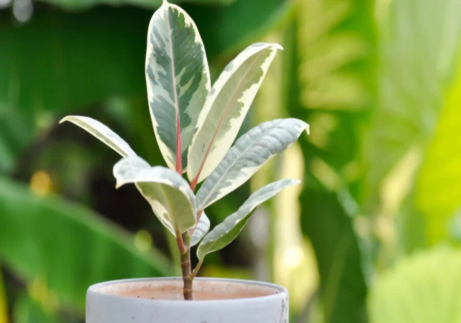 How To Propagate Rubber Plant With 6 Easy Steps