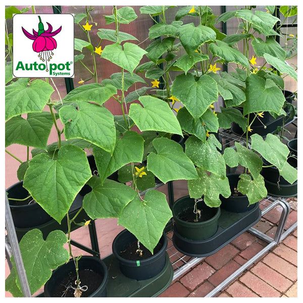 Autopot - Hydropak Double 10" Inch Module Kit | 8 Pots Kit | Wicking System