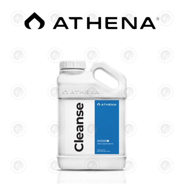 Athena - Cleanse | Root Care