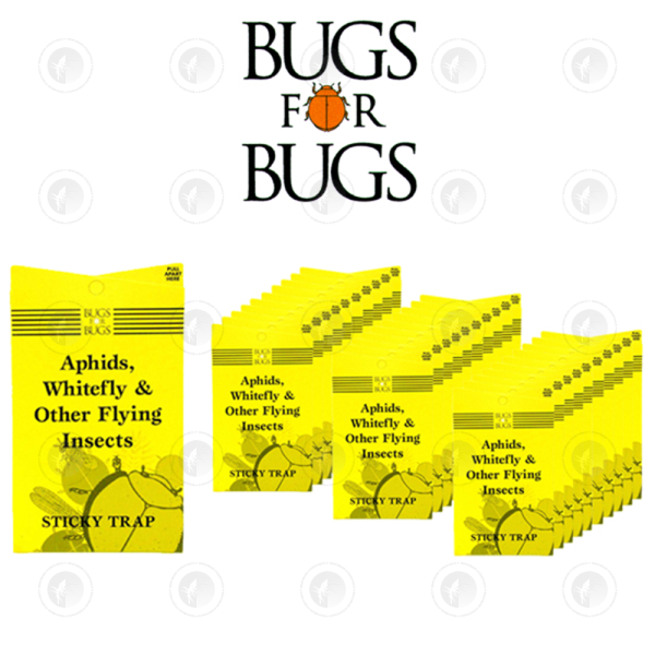 Bugs For Bugs - Yellow Sticky Trap - 240CM2 | Last 6 - 12 Weeks