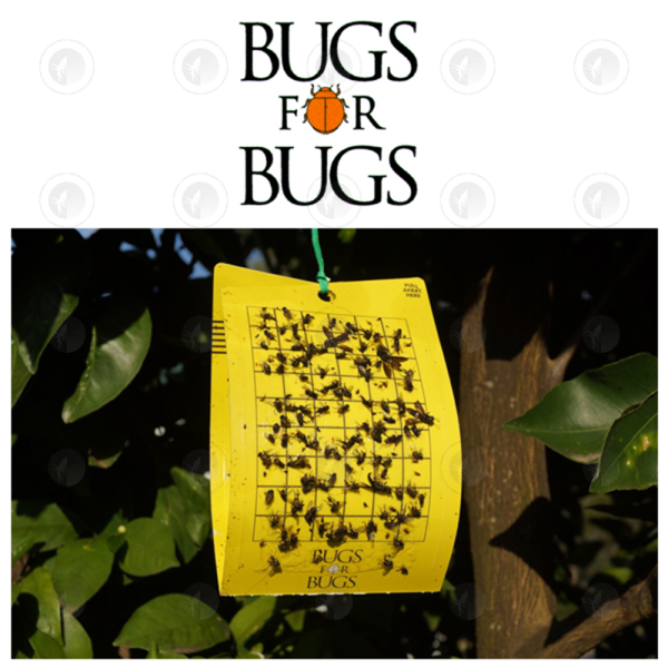Bugs For Bugs - Yellow Sticky Trap - 240CM2 | Last 6 - 12 Weeks