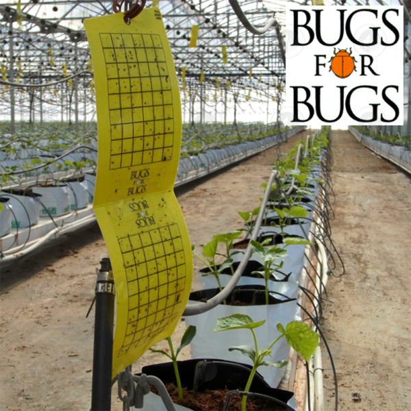Bugs For Bugs - Yellow Sticky Trap - 240CM2 | Last 6 - 12 Weeks