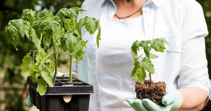 best vegetables to grow