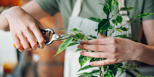 PRUNING VS DE-FOLIATION