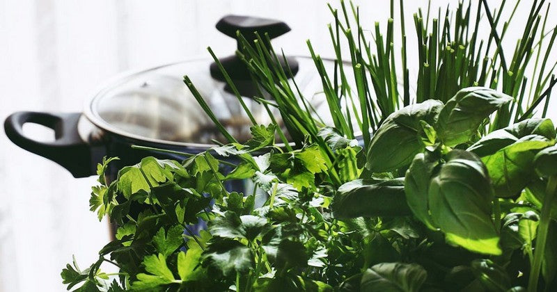 best hydroponic herbs