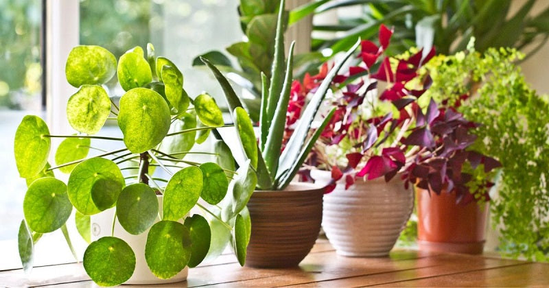 easy plants to grow