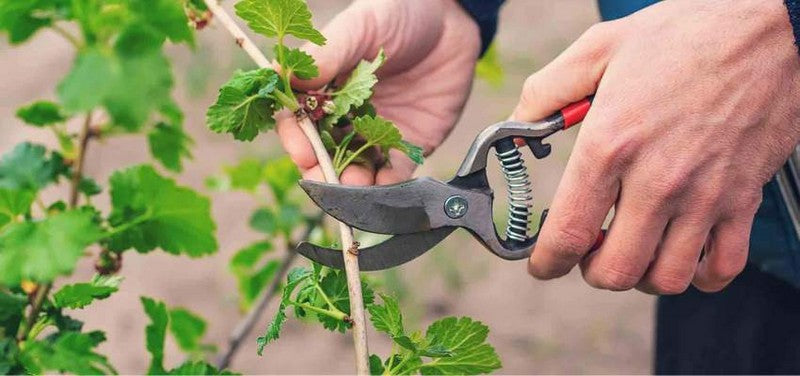 How To Take Plant Cuttings With 9 Basic Steps (Expert Guide)