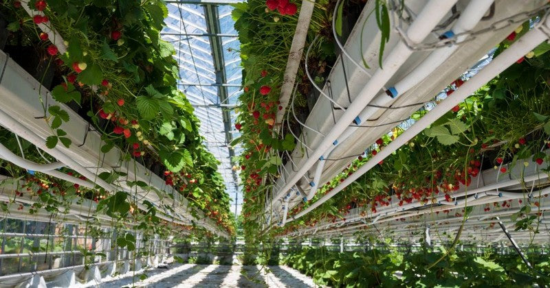 hydroponic fruit