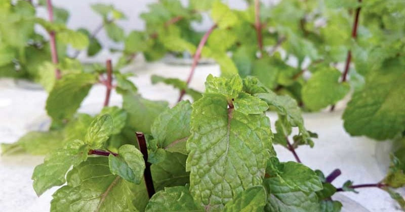 hydroponic plants
