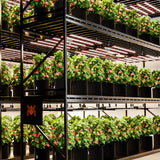 Spider Farmer - G8600 | 800W | WiFi & Bluetooth App-Controlled | Dimmable | Full Spectrum | CO2 Commercial LED Grow Light for 5X5 (150 x 150 cm)