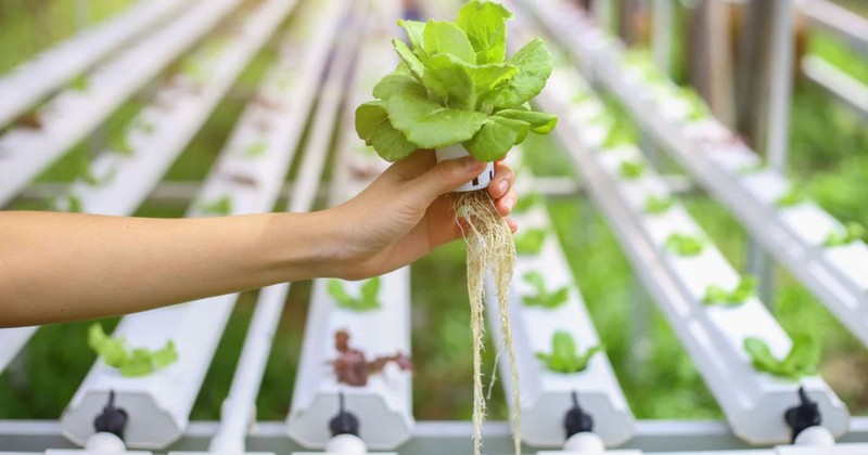 7 Types Of Hydroponics Systems (Expert Explained)