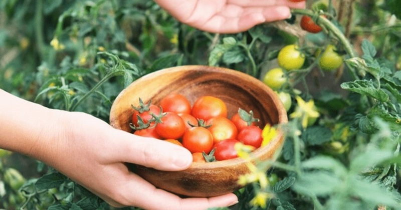 Tomatoes - A Cornucopia of Flavours and Colors