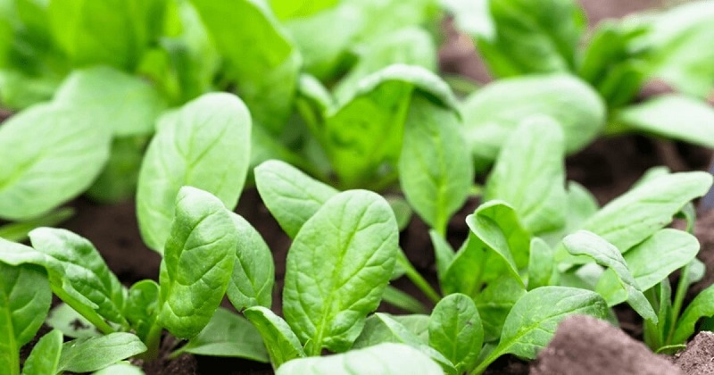 Spinach - Nutrient-Rich Greens for Culinary Delights
