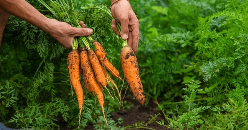 Carrots - From Earthy Classics to Vibrant Innovations