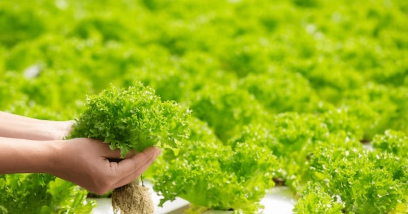 Lettuce - Crafting a Salad Symphony