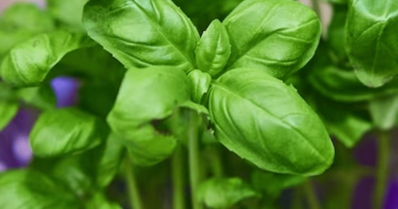 Herbs (Basil, Parsley, Cilantro) - Culinary Magic at Your Fingertips