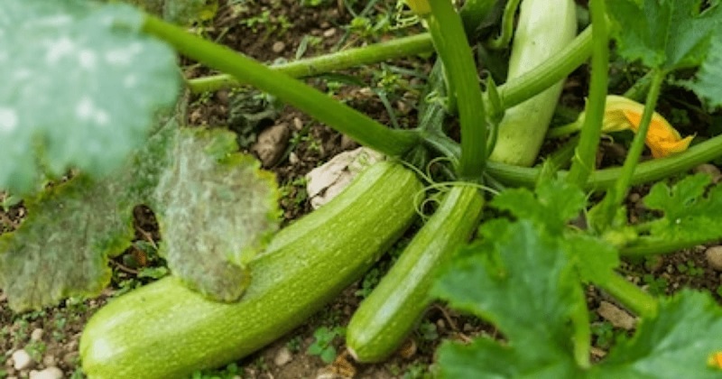 Zucchini - Prolific Growth for Small Spaces