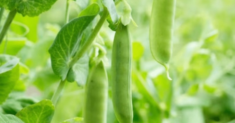 Beans - From Bush to Pole, a Garden Staple