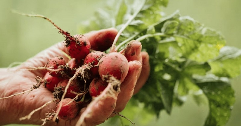 Radishes - Quick Maturation for Instant Gratification