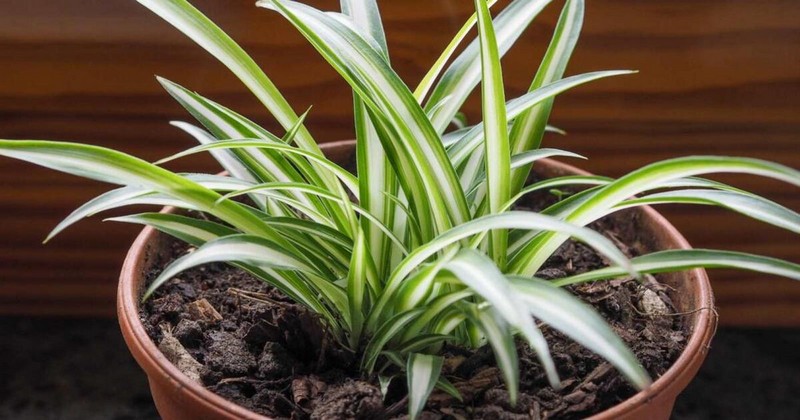 Spider Plant