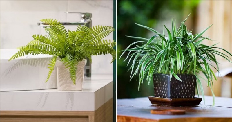 best indoor plants for oxygen