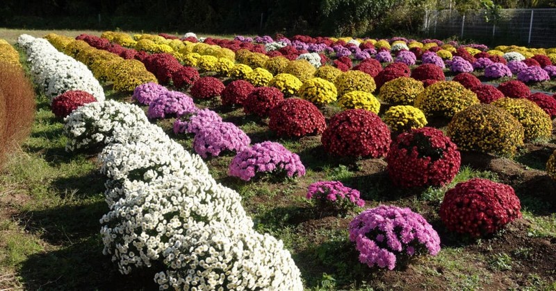 Chrysanthemum