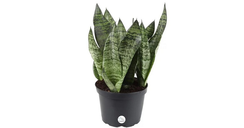 Snake Plant