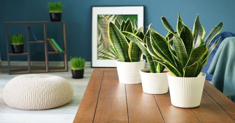 air purifying indoor plants