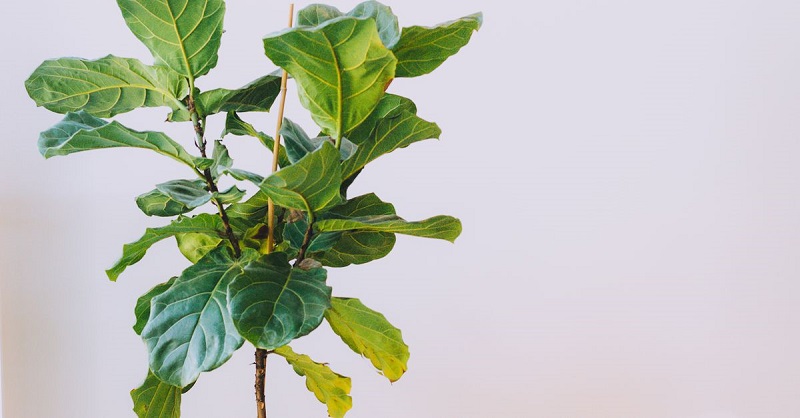 Fiddle Leaf Fig