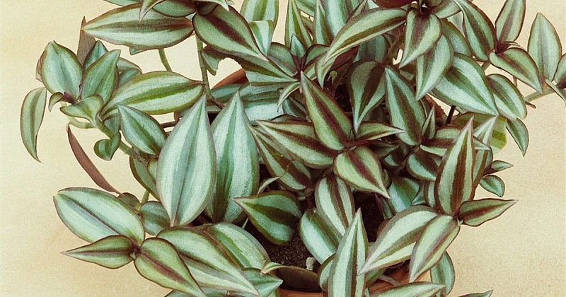 Tradescantia