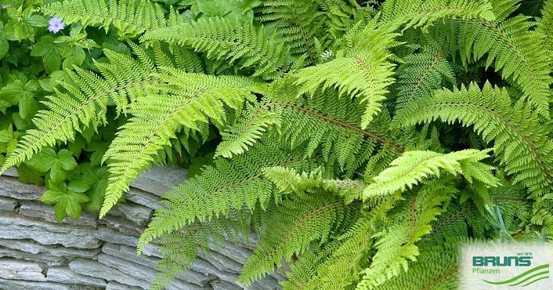 Boston Fern