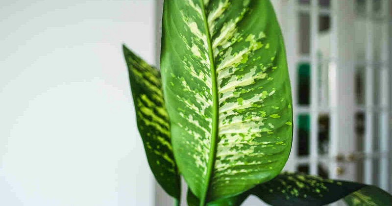 Dieffenbachia