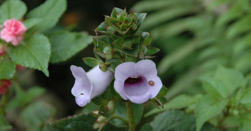 Gloxinia