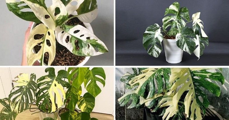 Adanson's Monstera