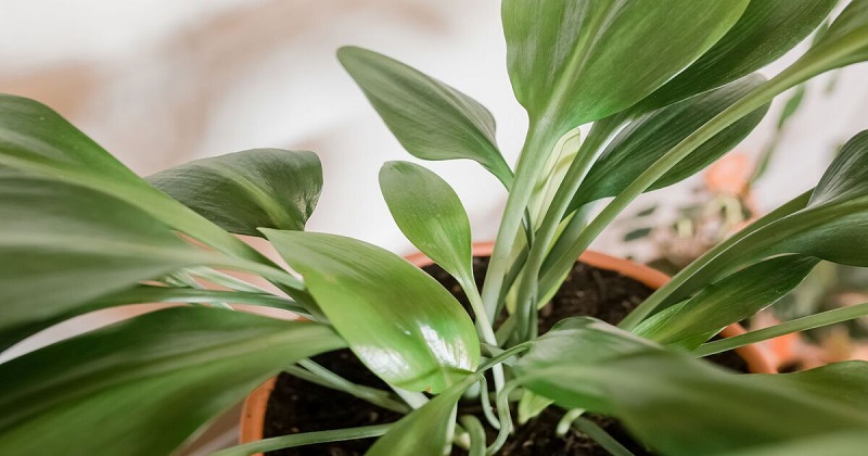 Cast Iron Plant