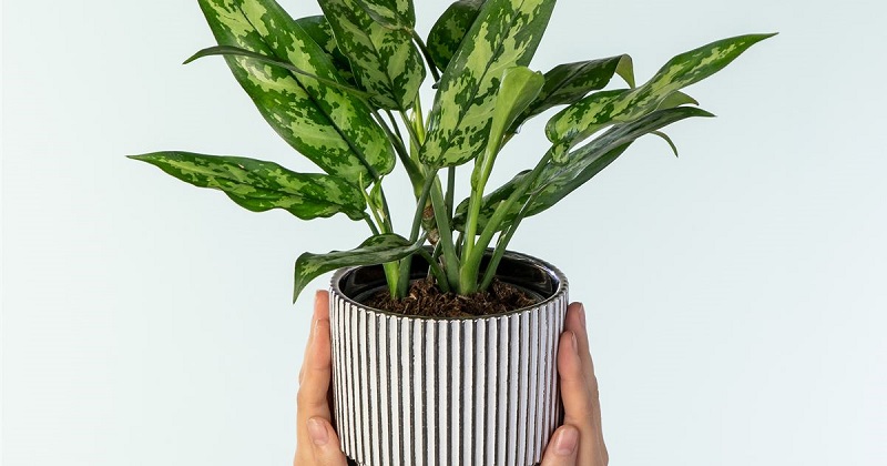 Aglaonema