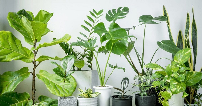 best indoor plants