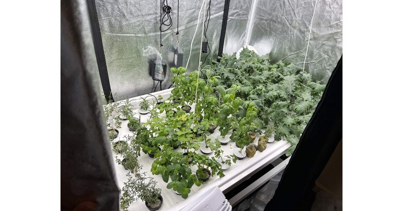 best vegetables for hydroponics