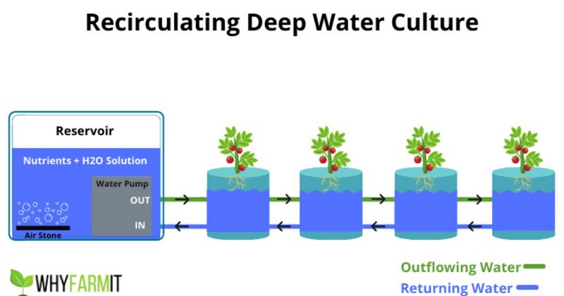 Recirculating Deep Water Culture (RDWC)