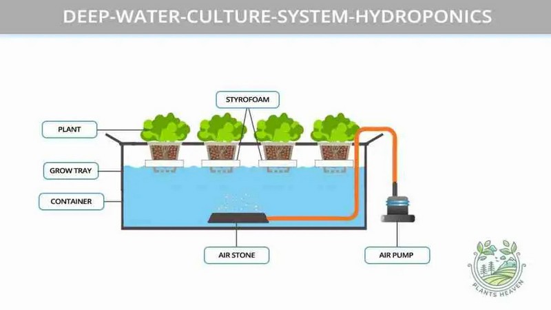 deep water culture hydroponics