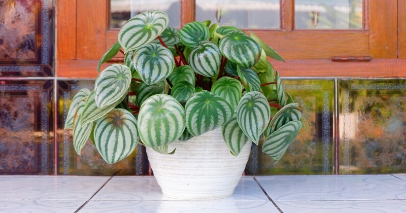 Watermelon Peperomia