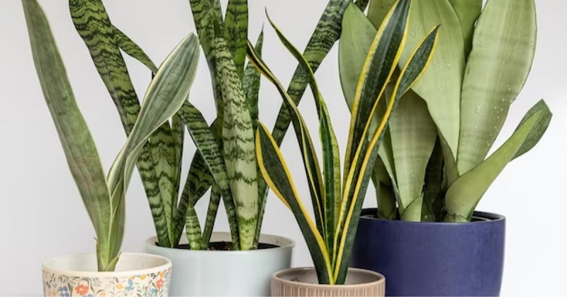 Snake Plant