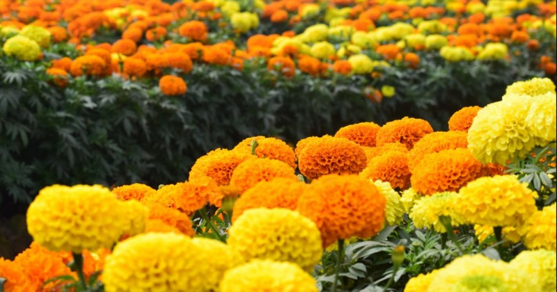 Marigold